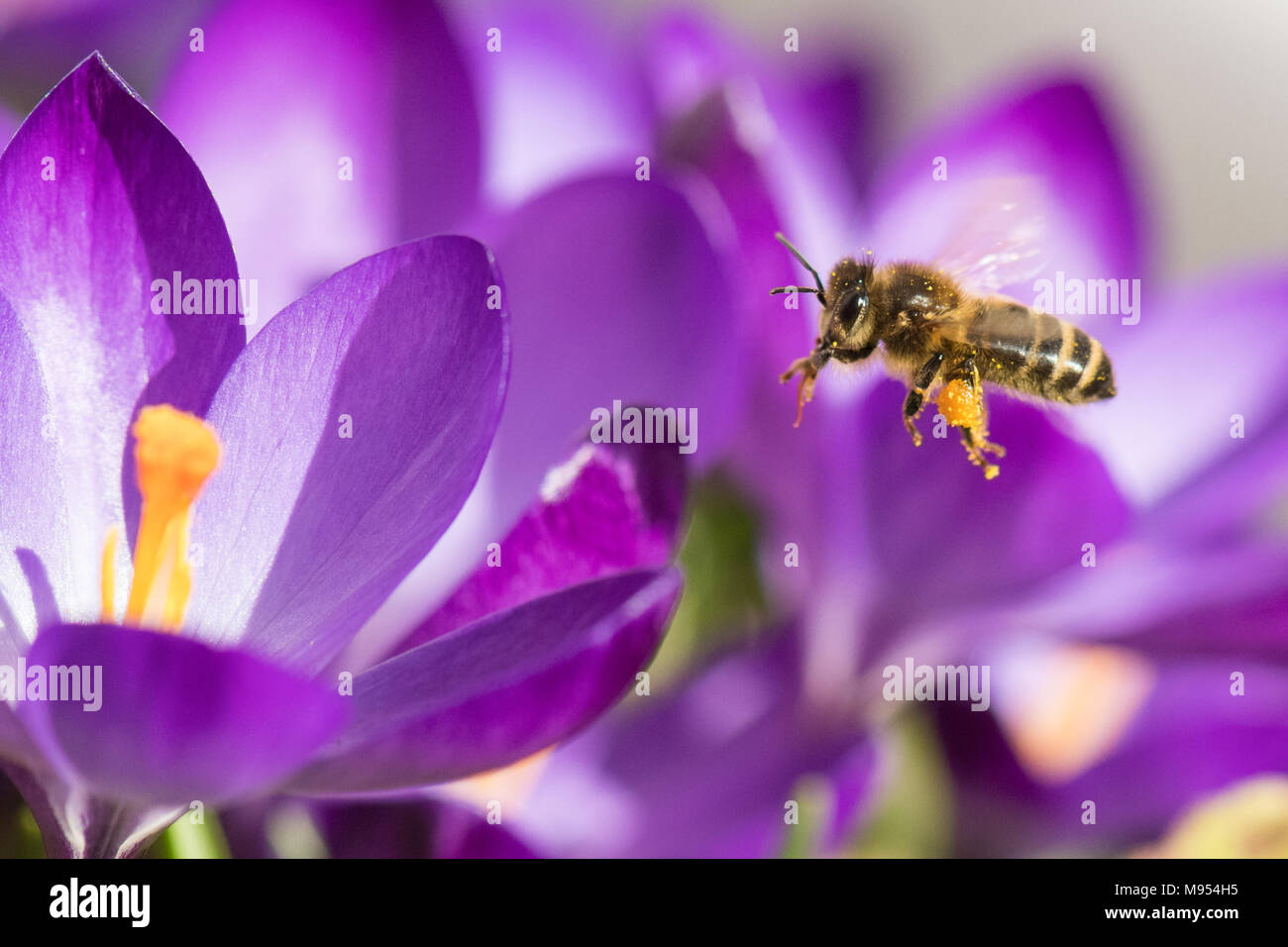 honey bee Apis Mellifera flying towards purple crocus uk Stock Photo