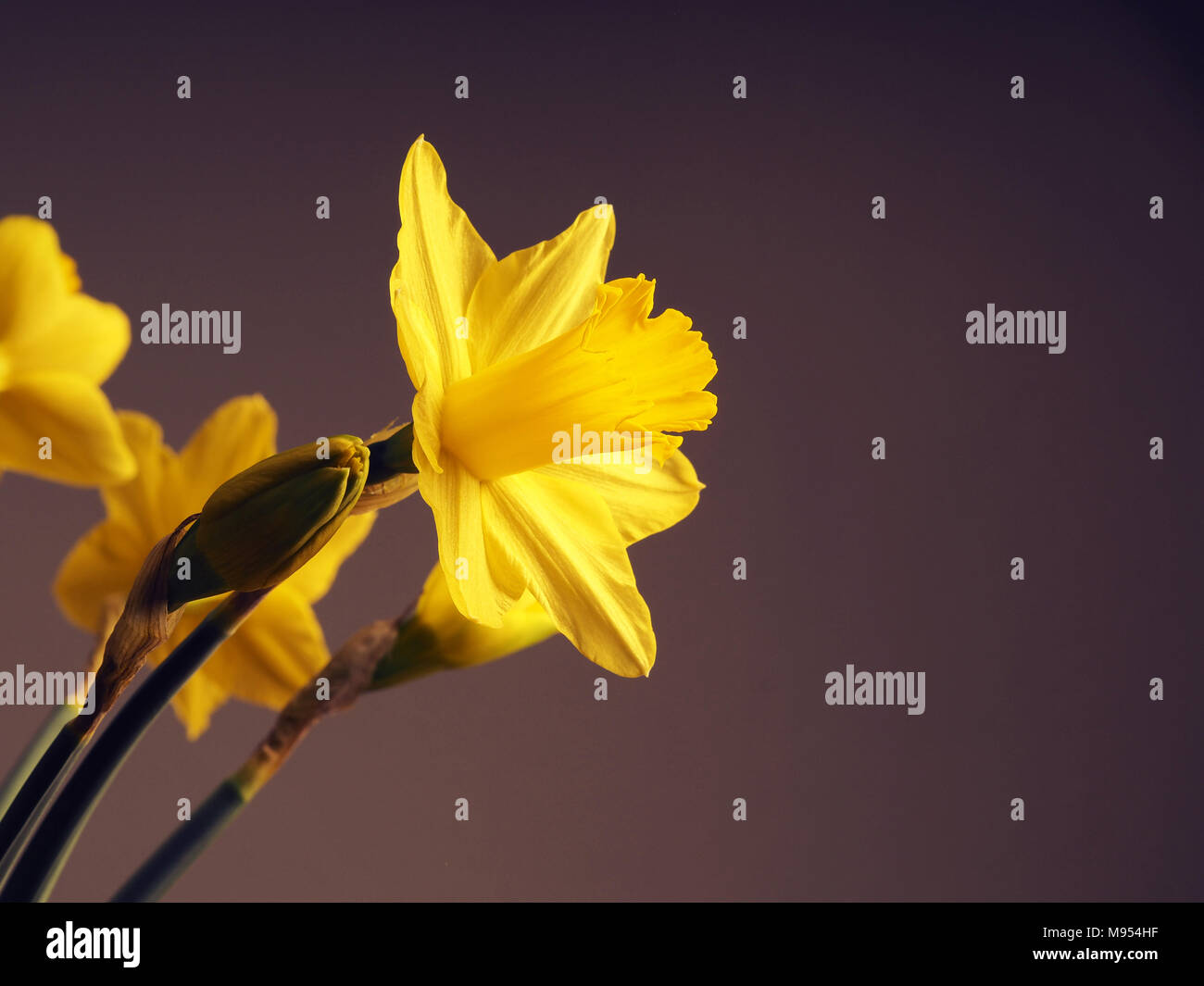 Beautiful daffodils on a dark background with space for text or image Stock Photo
