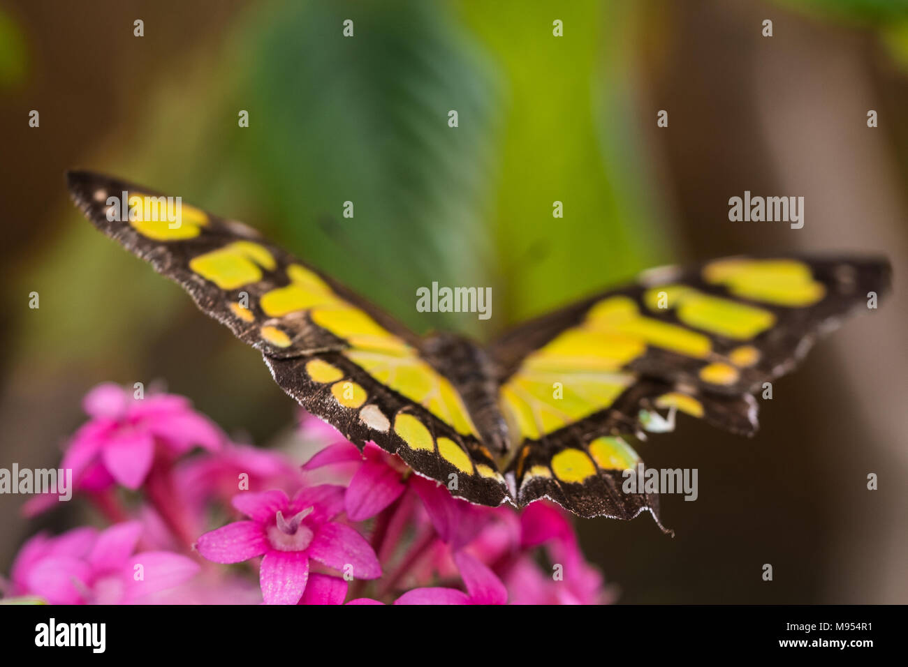 Flowers that fly Stock Photo Alamy