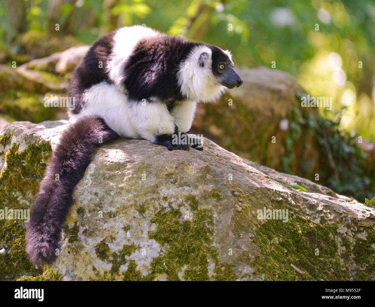 Black-and-white ruffed lemur (Varecia variegata subcincta) on rock Stock Photo