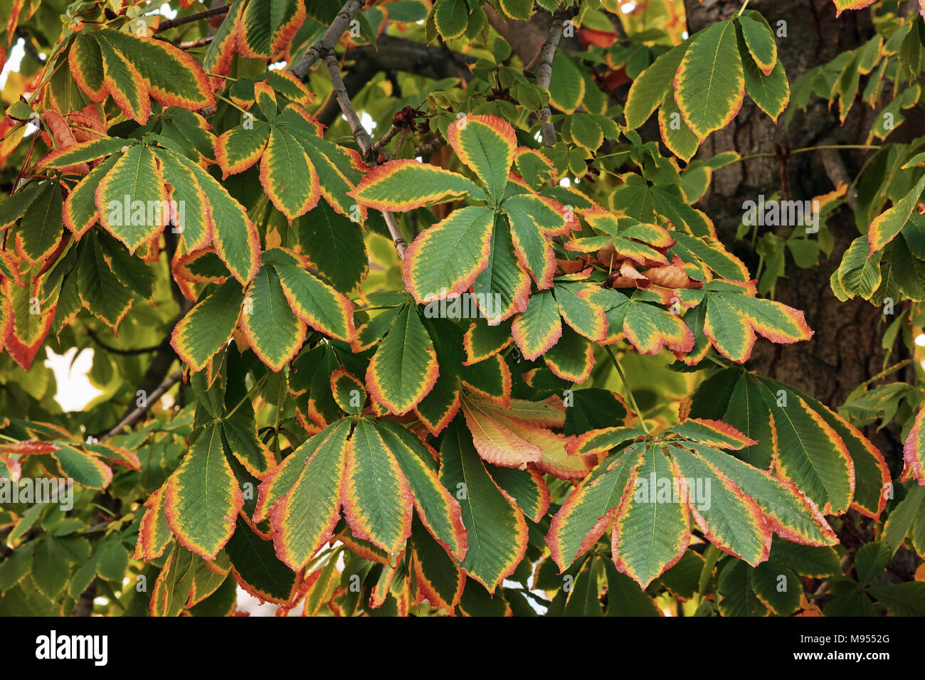 colors of the leaves of a horse chestnut tree in late autumn Stock Photo