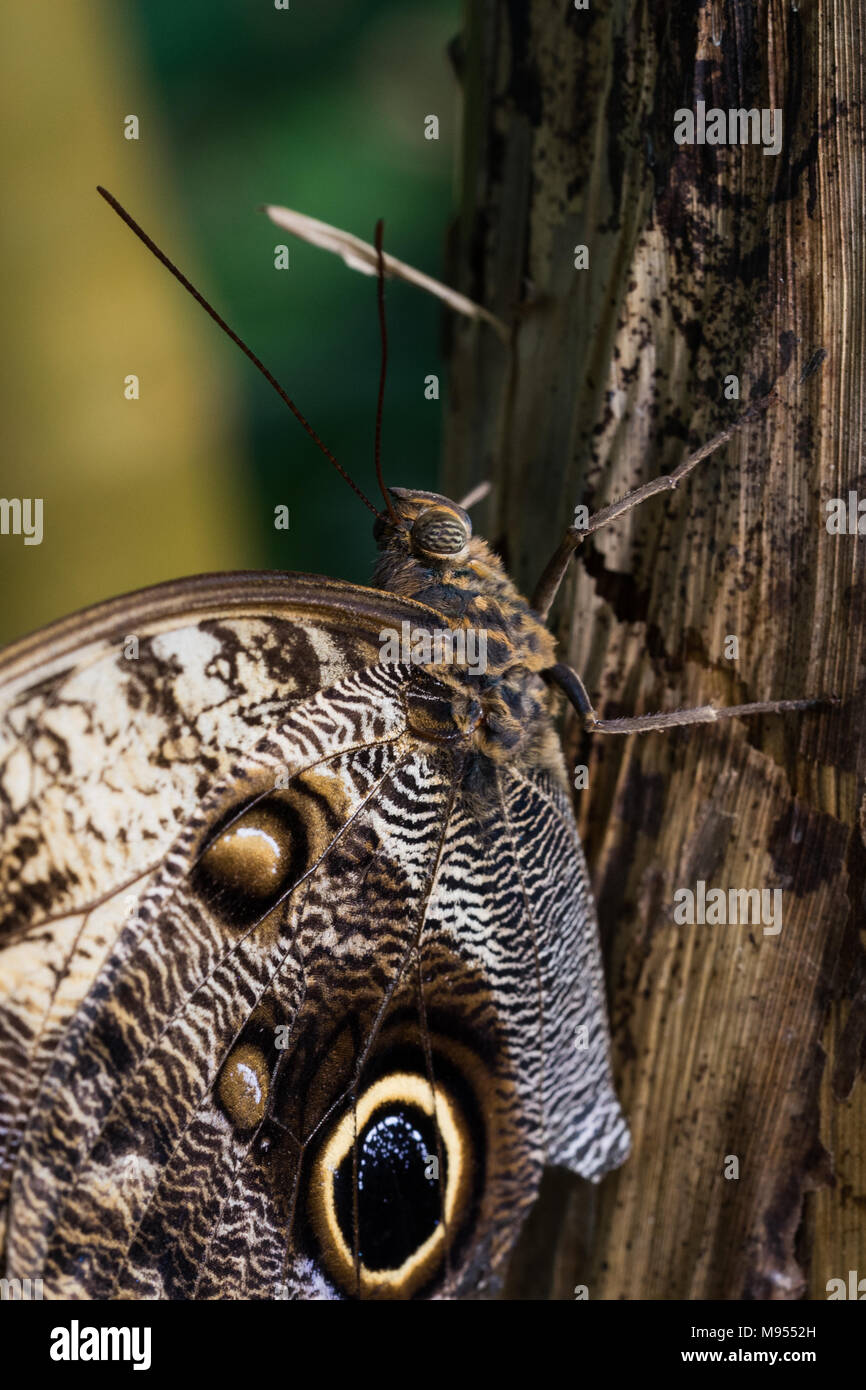 Flowers that fly Stock Photo Alamy