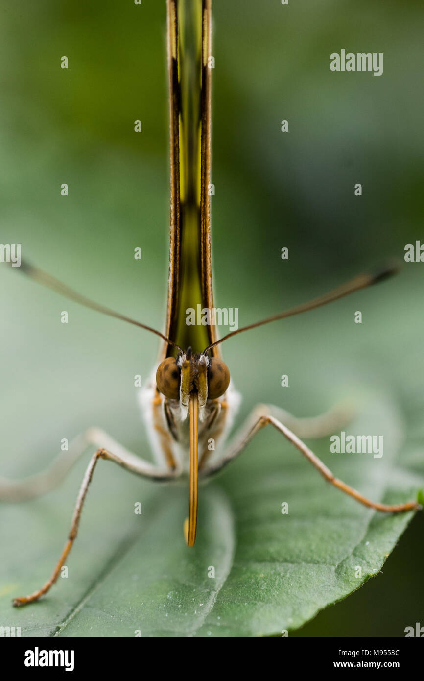 Flowers that fly Stock Photo Alamy