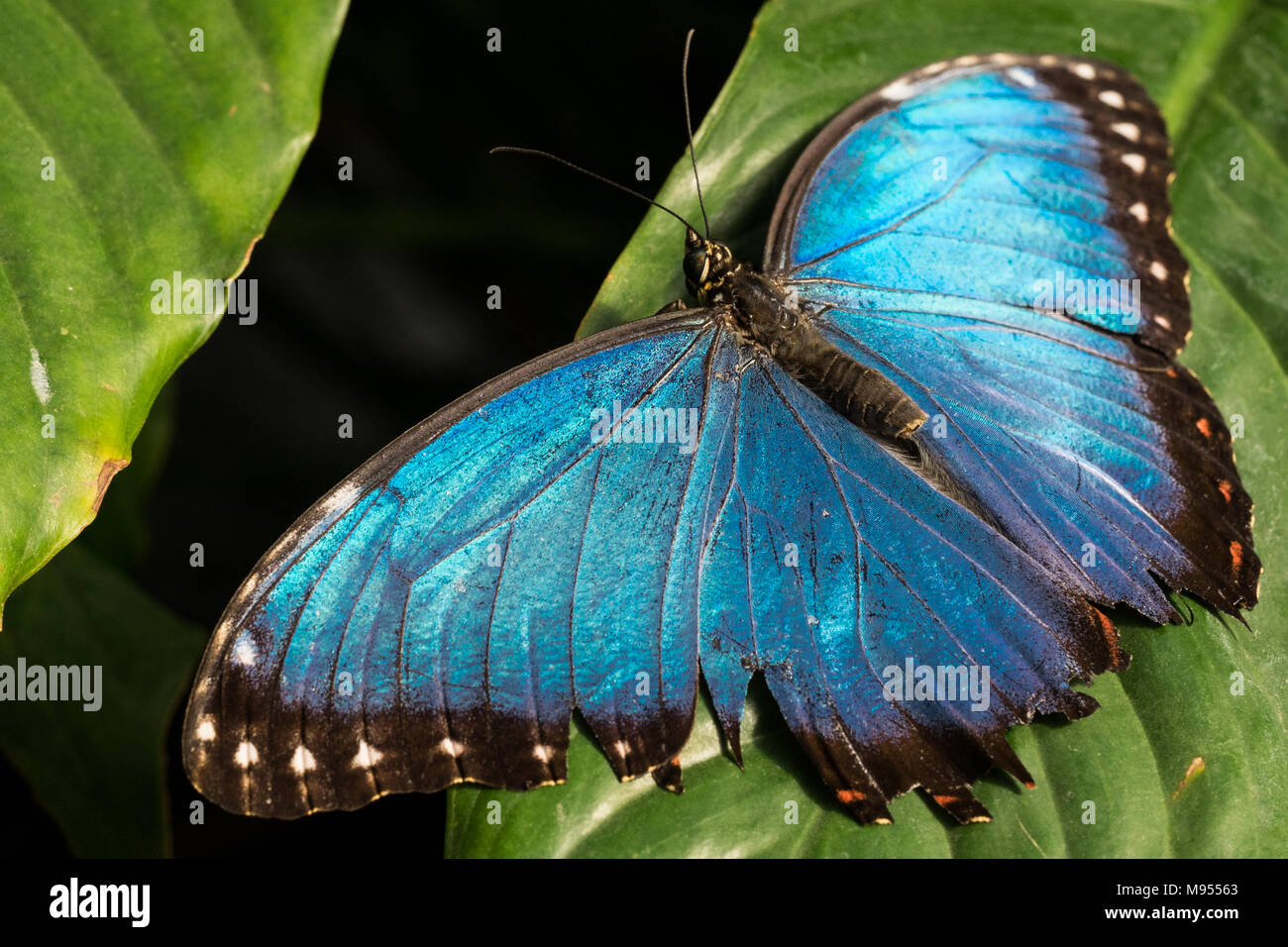 Flowers that fly Stock Photo Alamy
