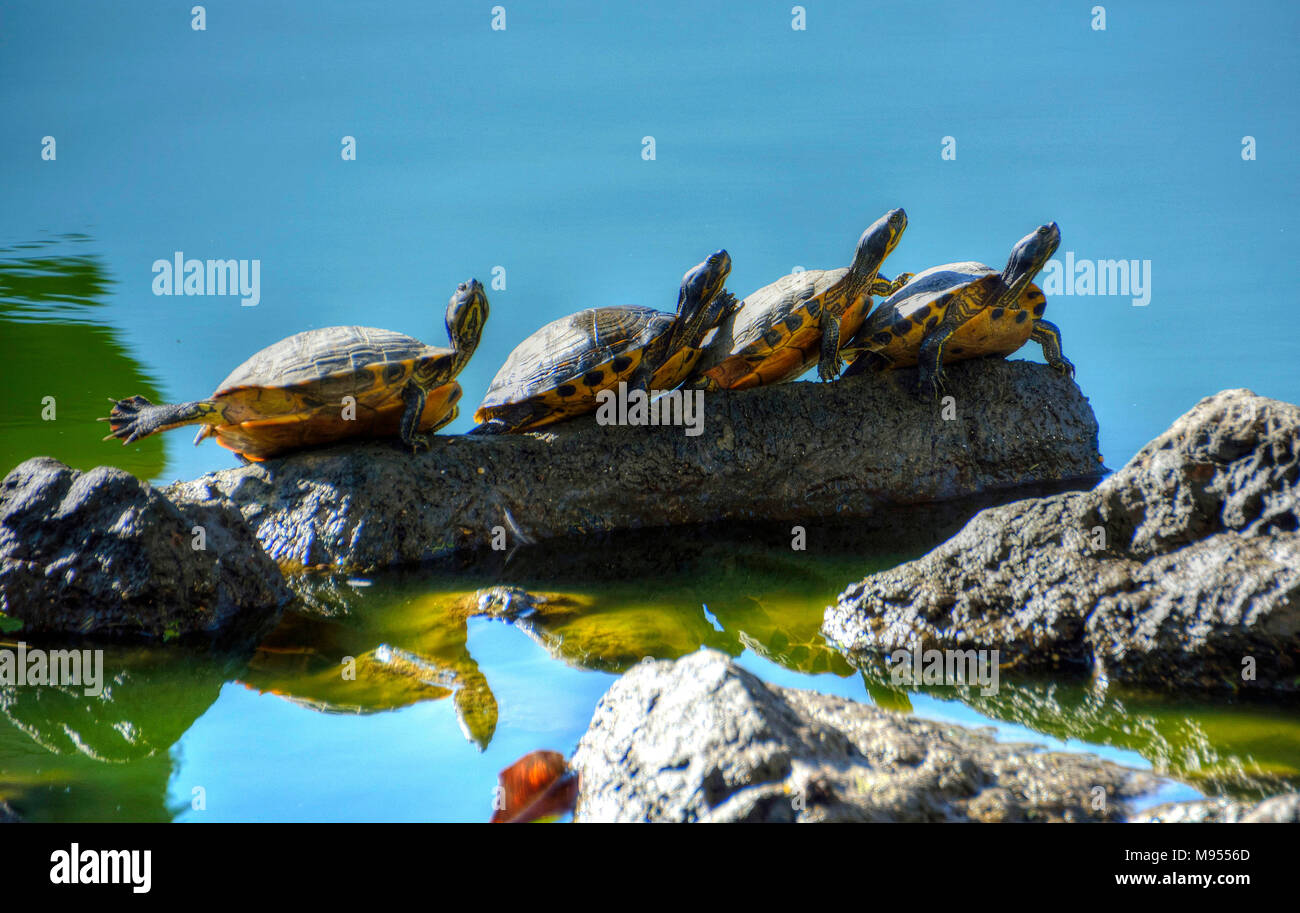 Four turtles in a row on a rock in a river. Stock Photo