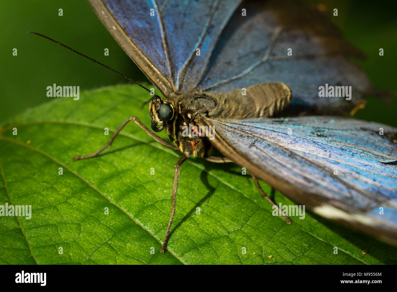 Flowers that fly Stock Photo Alamy