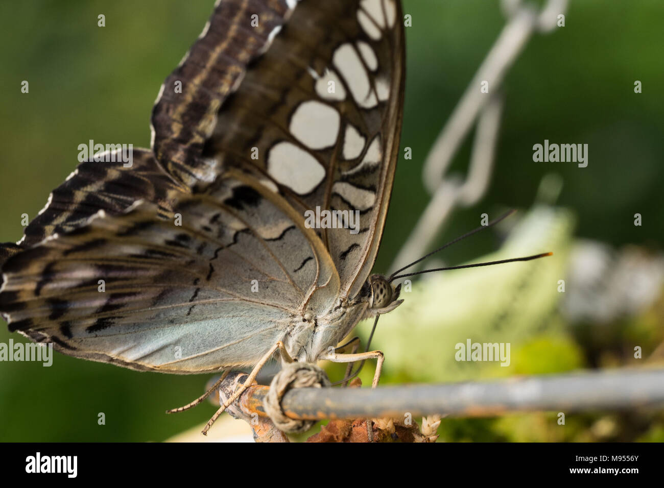 Flowers that fly Stock Photo Alamy