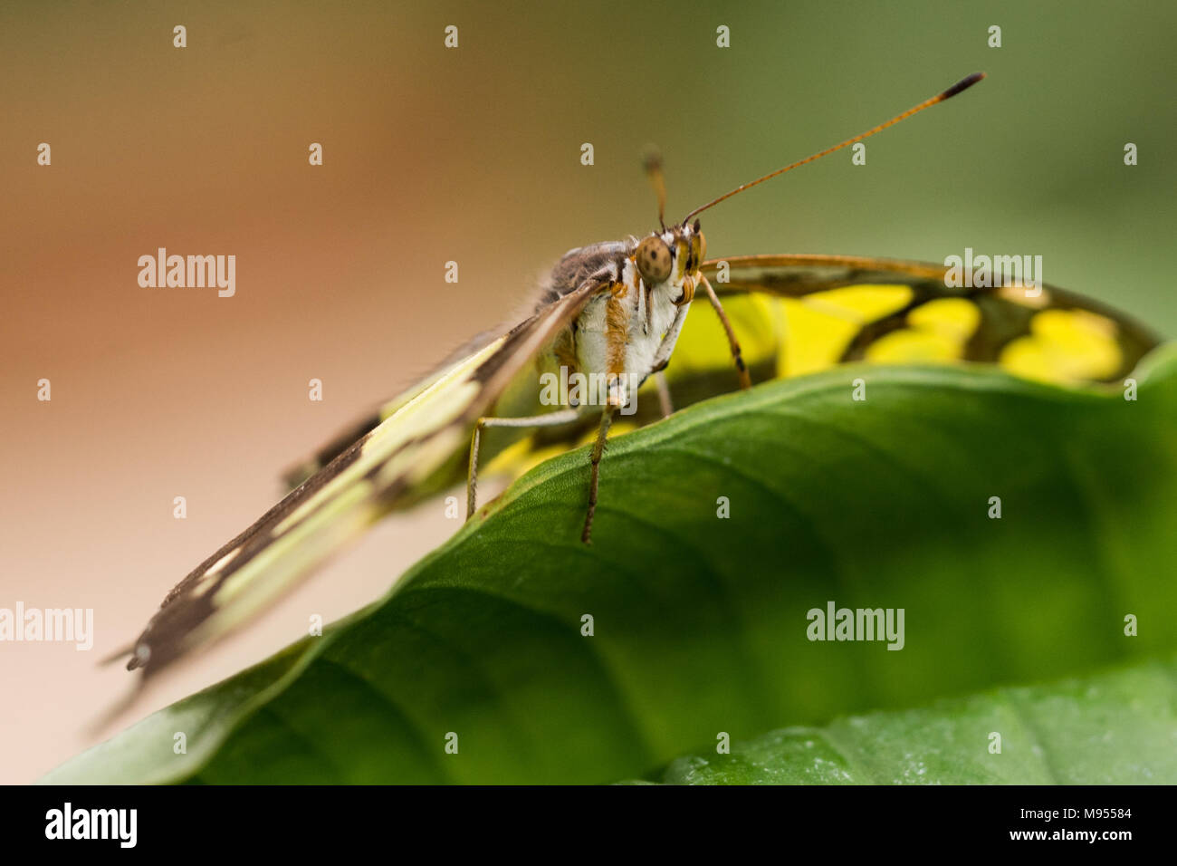 Flowers that fly Stock Photo Alamy