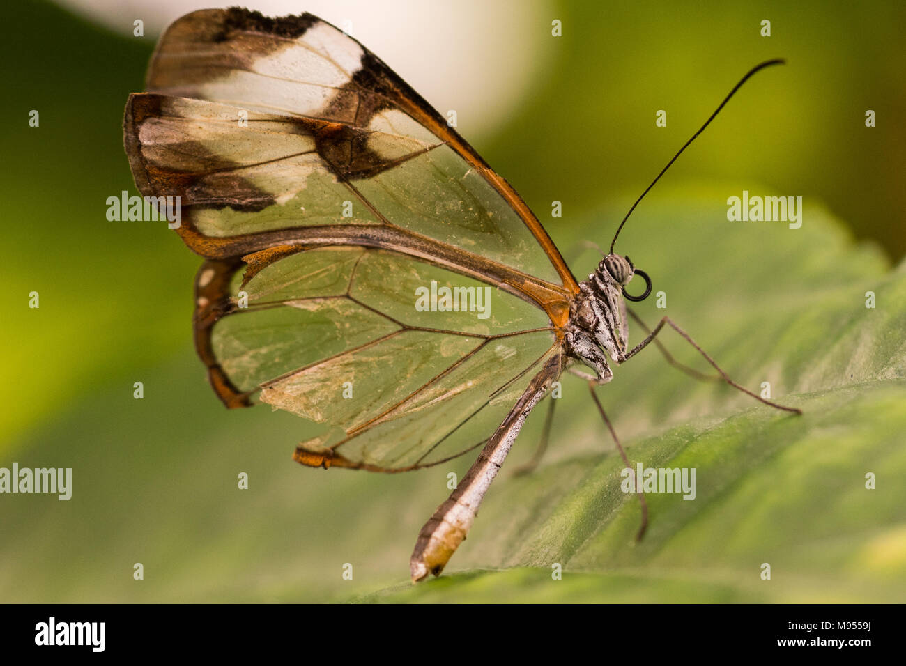 Flowers that fly Stock Photo Alamy