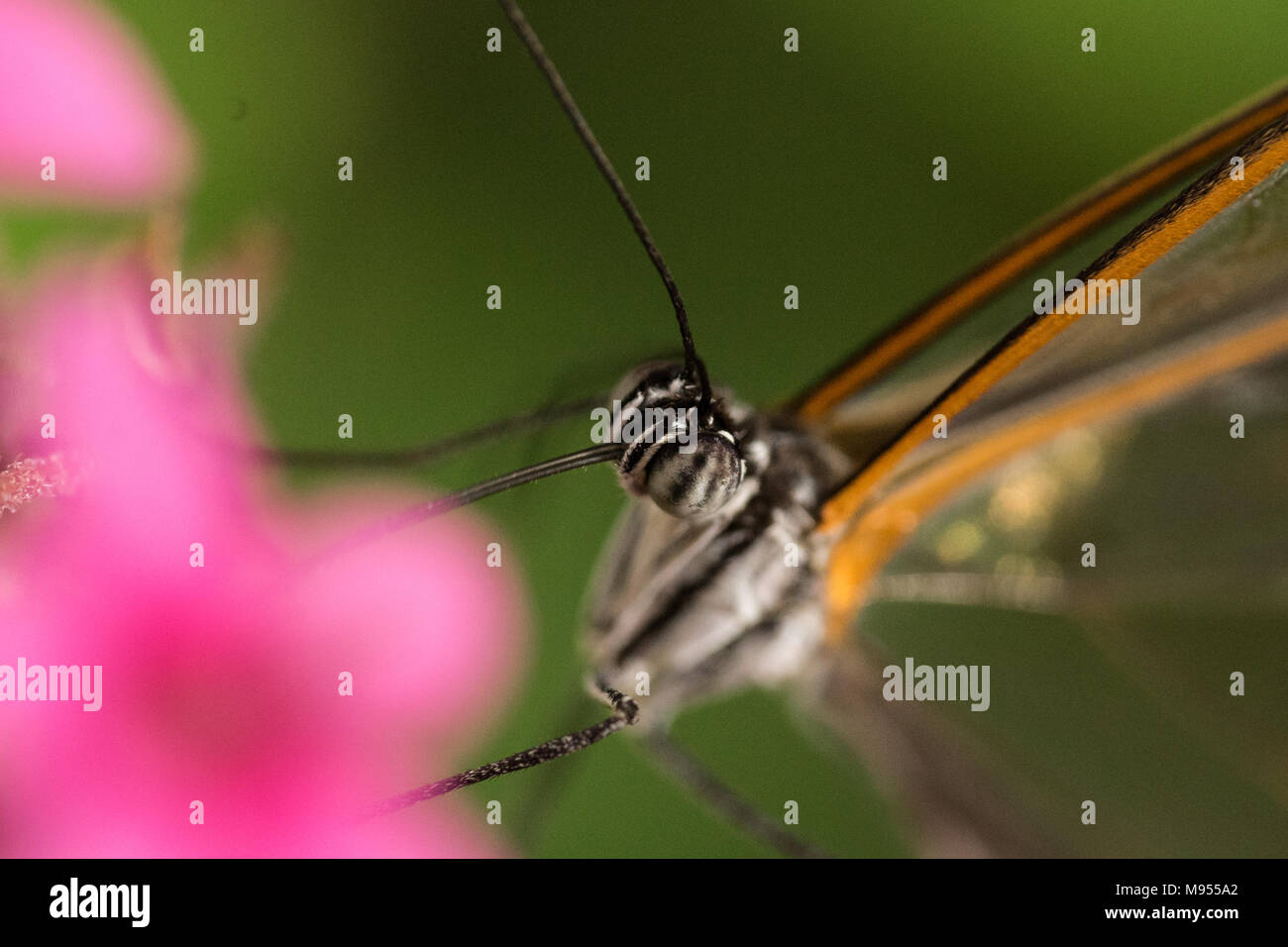 Flowers that fly Stock Photo Alamy