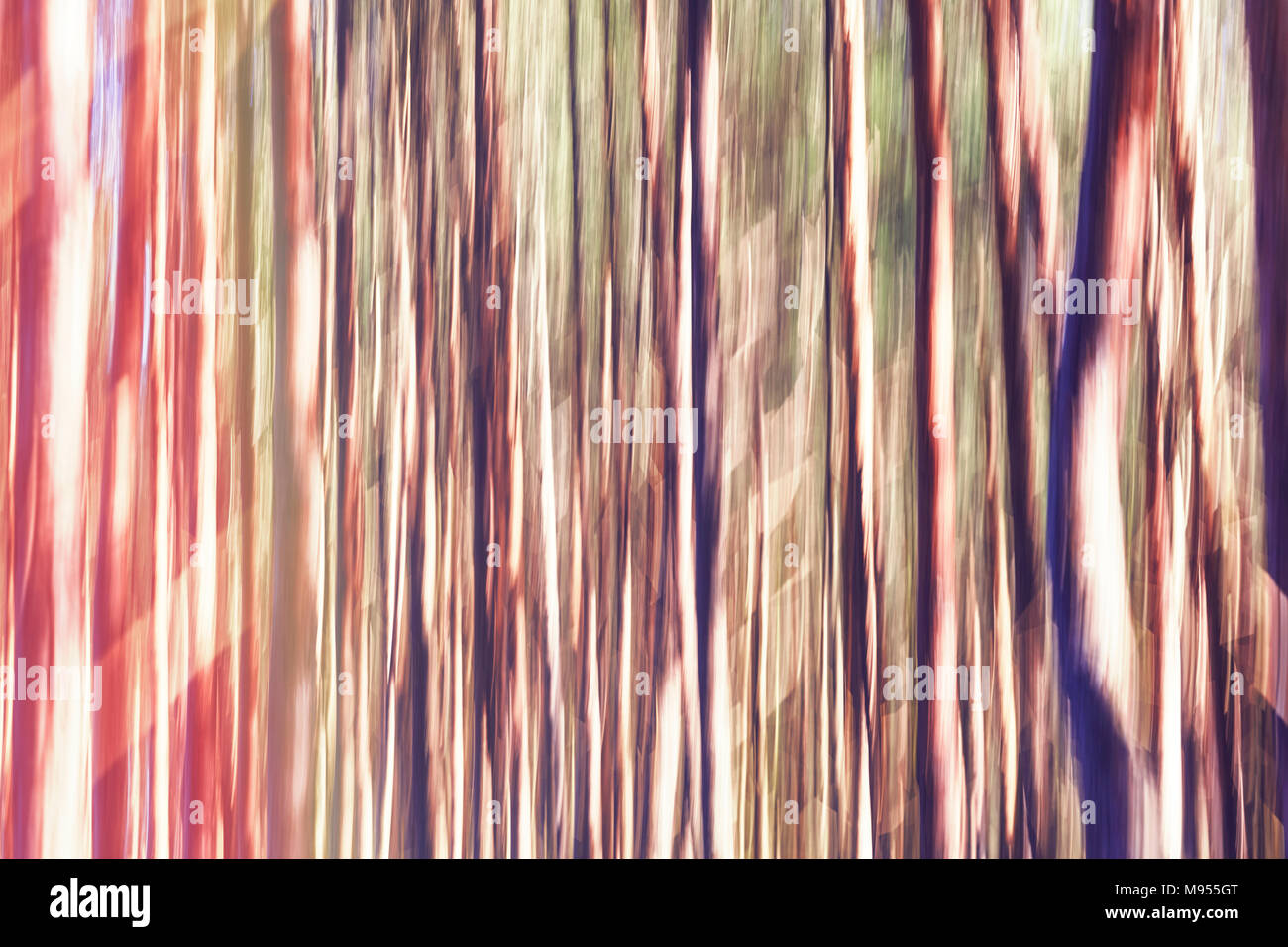 Motion blurred picture of trees, abstract background or wallpaper. Stock Photo