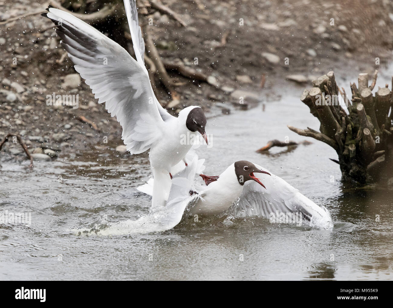 Black-headed gulls, Larus ridibundus, fighting Stock Photo