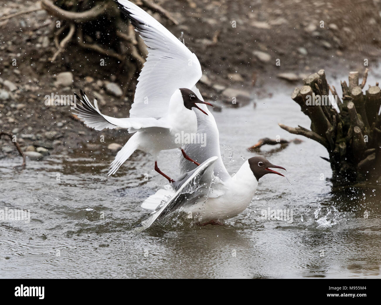 Black-headed gulls, Larus ridibundus, fighting Stock Photo
