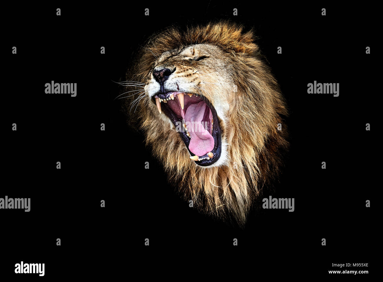 The Lion Roar Lion Portrait Stock Photo Alamy
