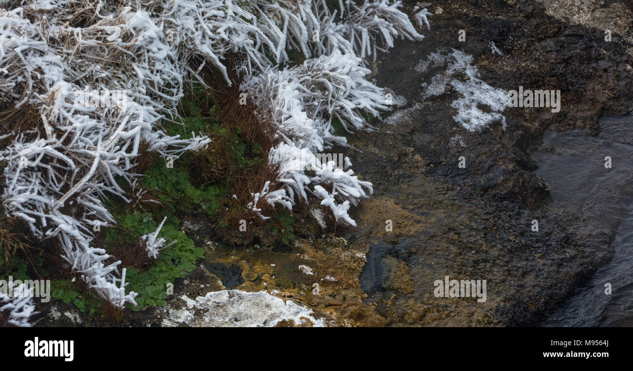 The green leaves of spring hide between snow coated bunches of grass at the edge of a free flowing stream. Stock Photo