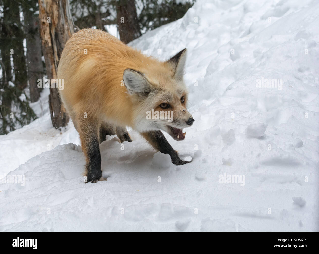 A mountain fox stands defensively with mouth open and fangs at the ready. Stock Photo