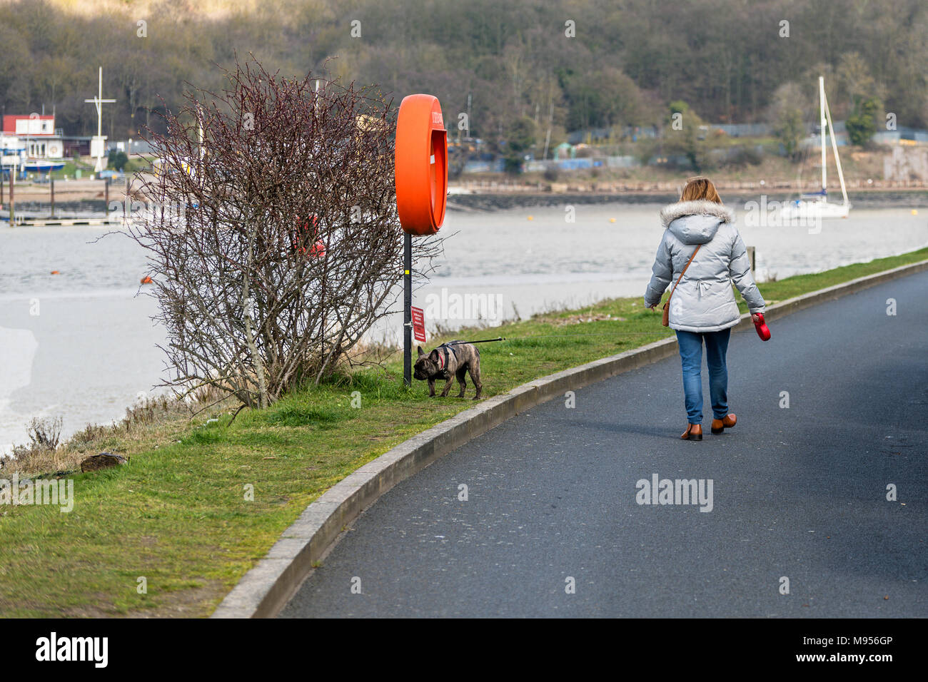 A woman walking her French Bulldog along the riverside walk, St Marys island, Chatham, Kent Stock Photo