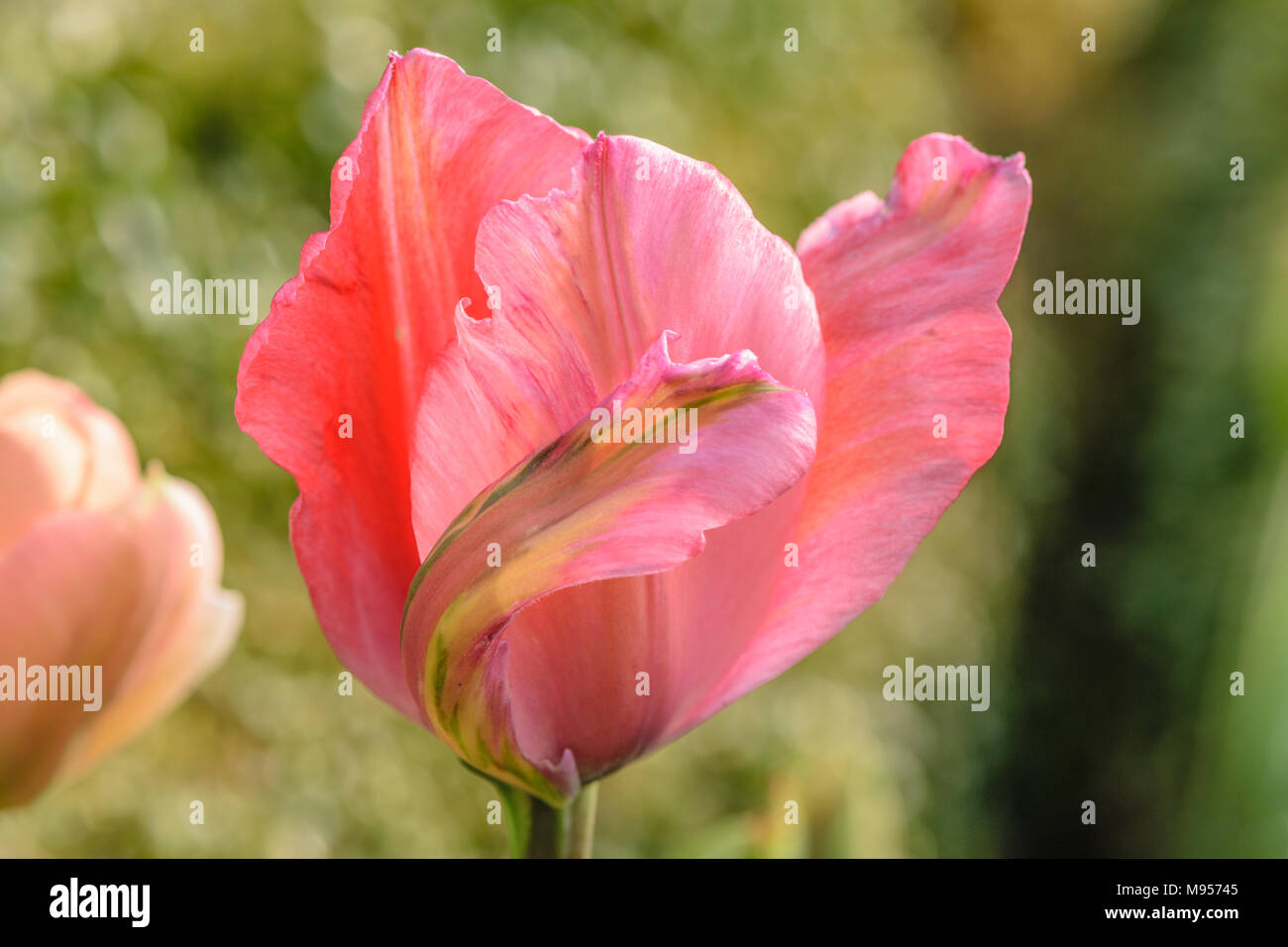 Close-up of Pink viridiflora tulipa flower head in garden border Stock Photo