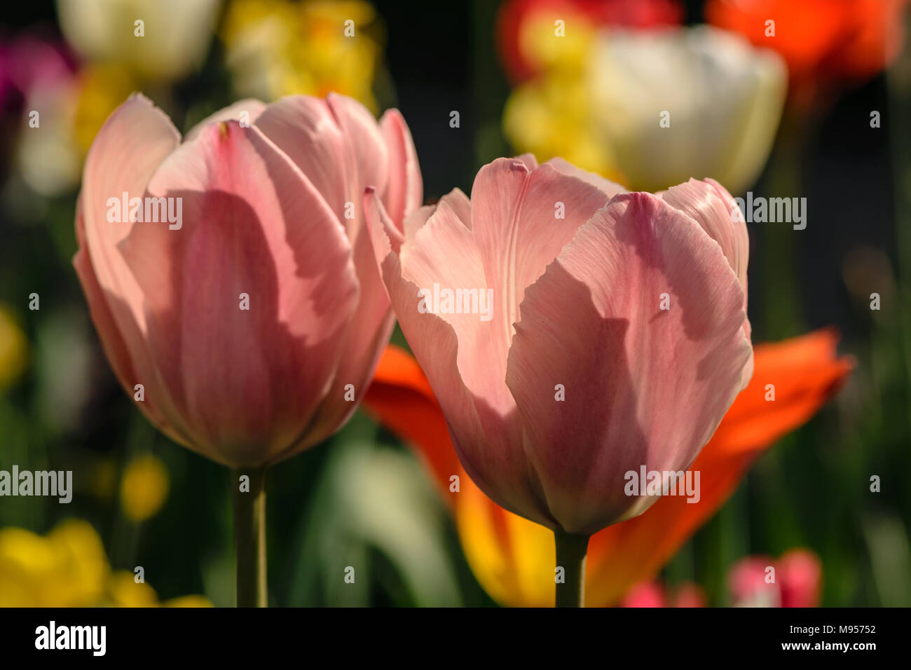 Pale pink Dawin hybrid tulips amongst mised tulip border Stock Photo