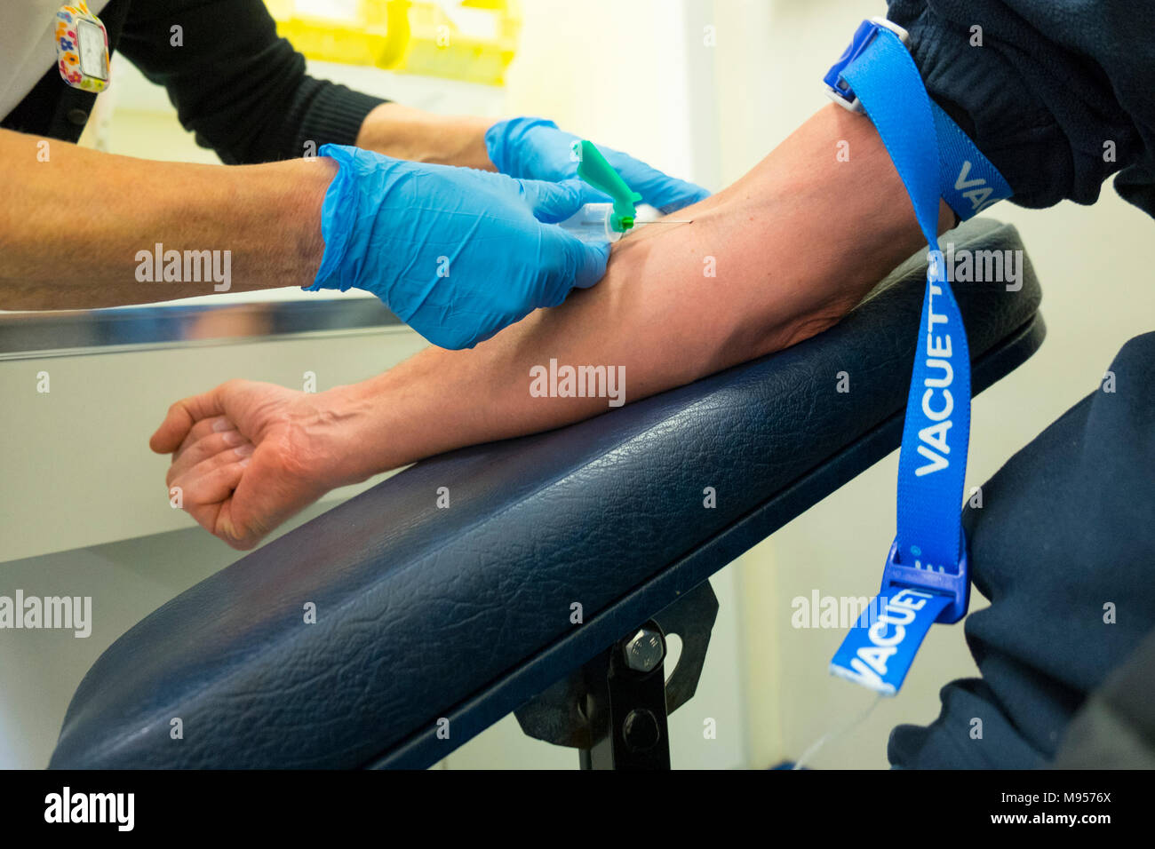 Phlebotomist nurse taking a blood sample from a patients arm with tourniquet, nhs uk Stock Photo