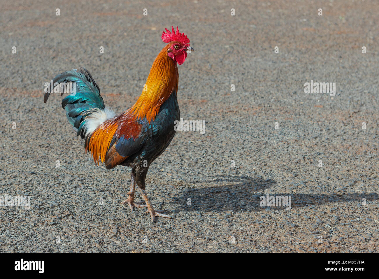 colorful hawaiian rooster kauai hawaii Stock Photo - Alamy