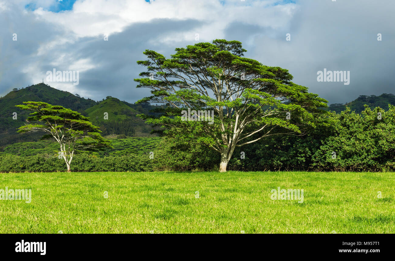 koa trees on green farmland kauai hawaii Stock Photo