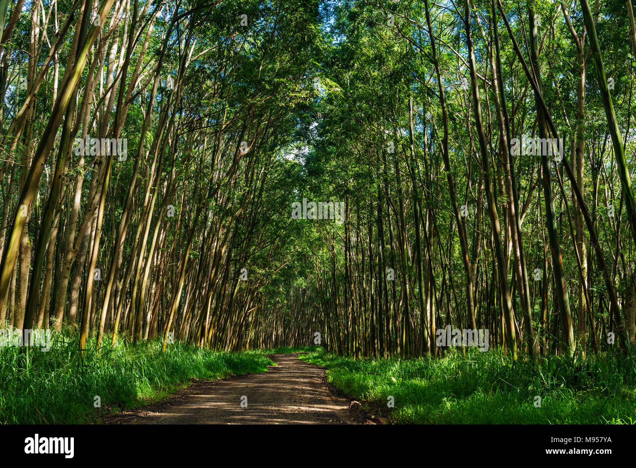 gravel road through a tunnel of trees kauai hawaii Stock Photo Alamy
