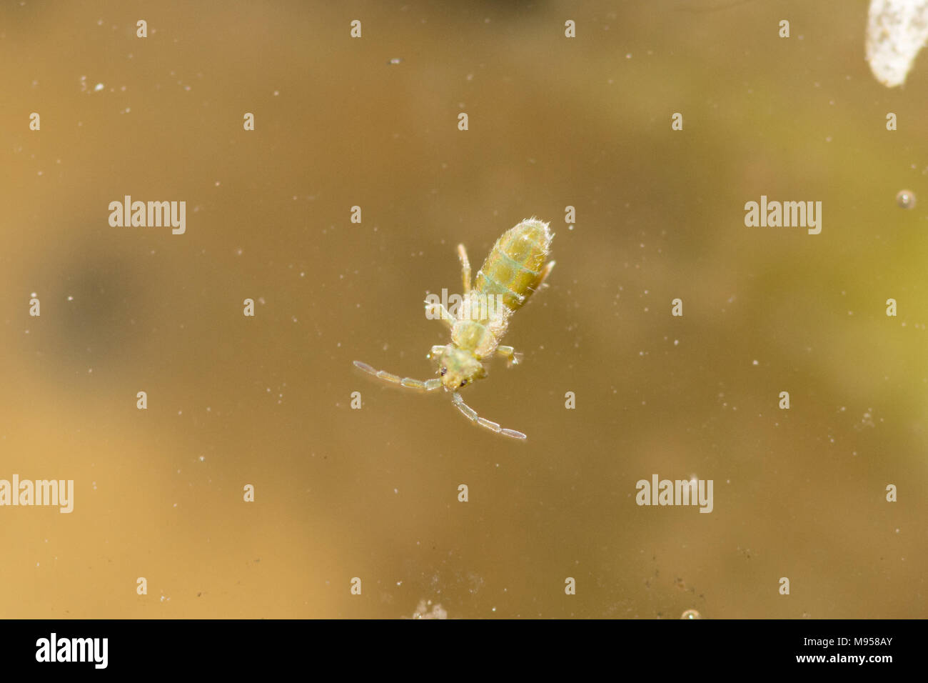 Aquatic springtail on the surface of a garden pond in the UK Stock Photo