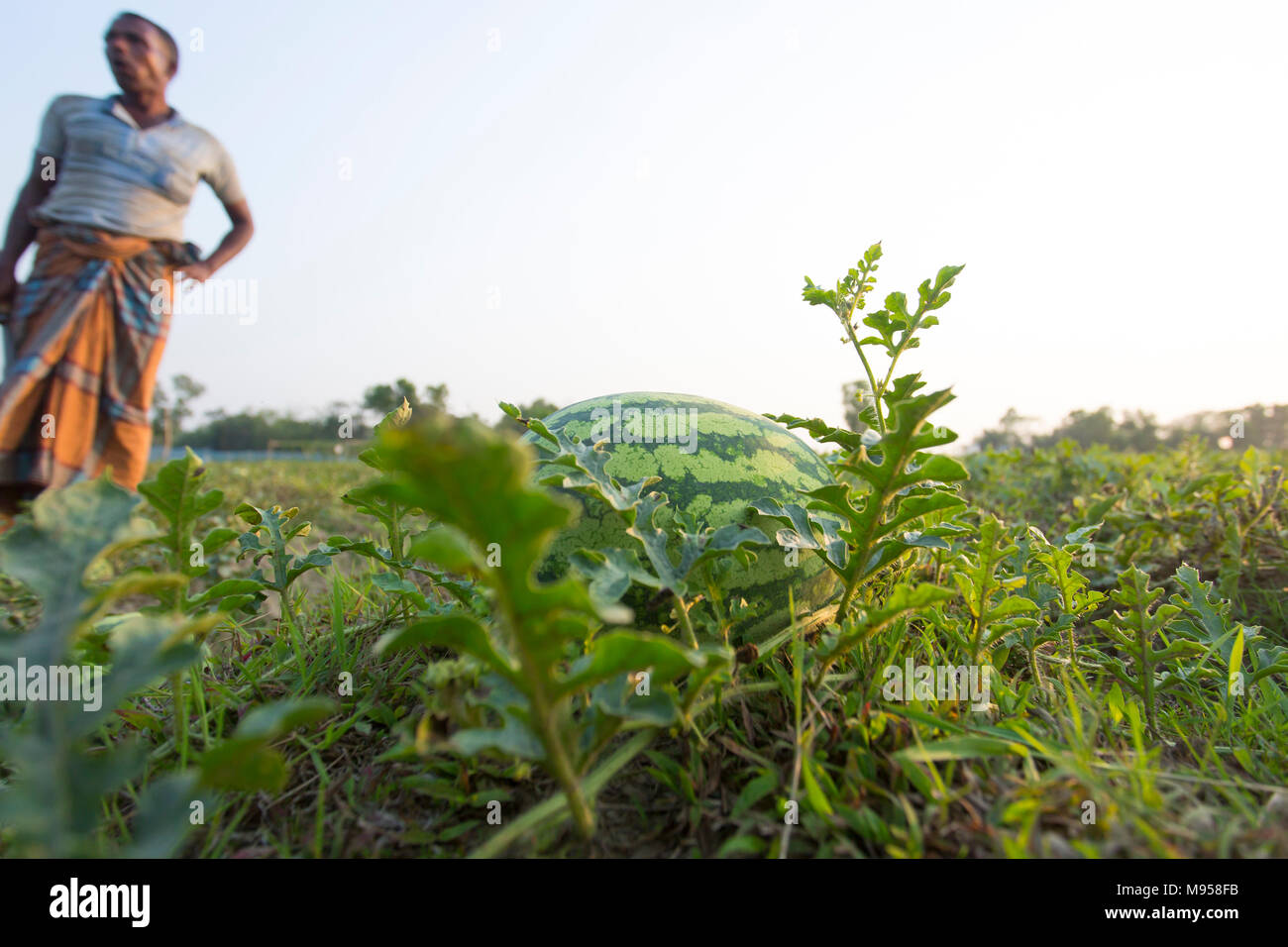 Watermelons Plant Farm and Farming at sylhet, Bangladesh. Stock Photo