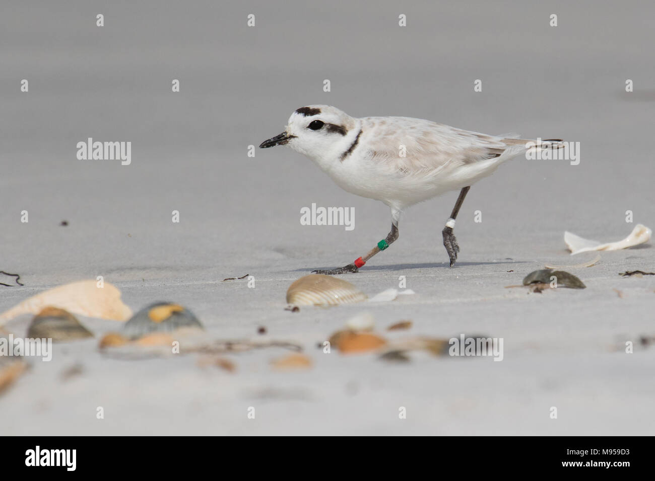 Banded and tagged snowy plover running on seashore Stock Photo