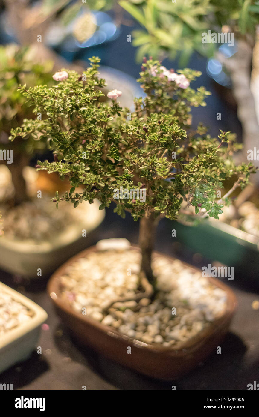 A small bonsai tree. Stock Photo