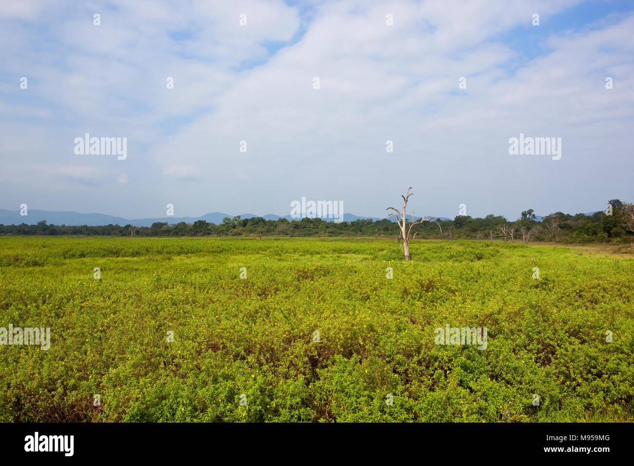 sri lankan countryside with tropical forest and mountain scenery with a dead tree under a blue cloudy sky Stock Photo