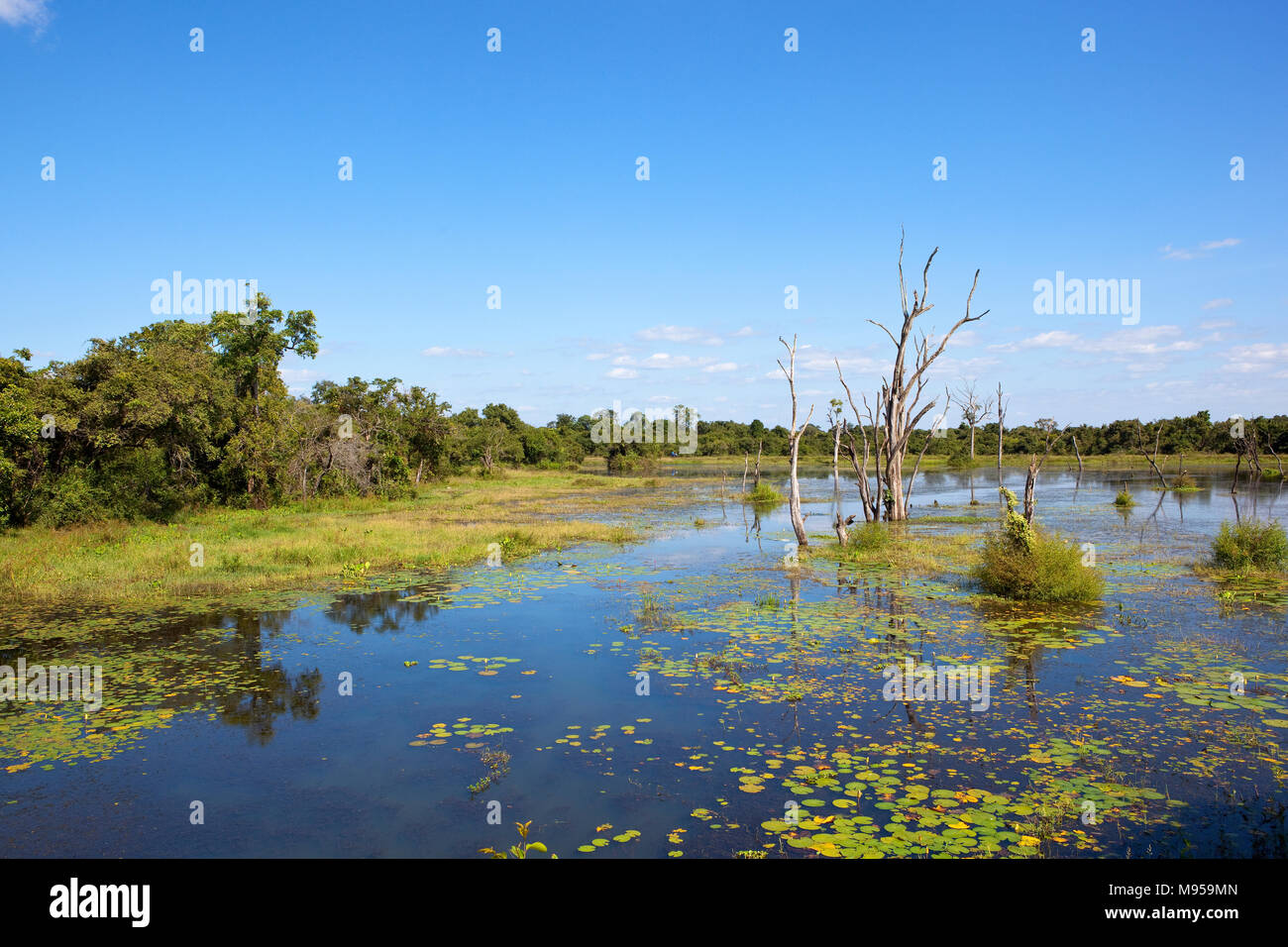 sri lankan wetlands at wasgamuwa national park with lotus water hyacinth and tropical forest under a blue sky Stock Photo