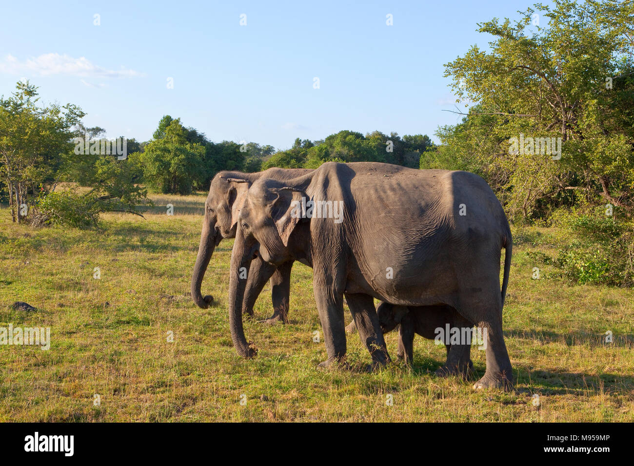 a sri lankan elephant family at wasgamuwa national park with tropical forest and open grassland under a blue sky Stock Photo