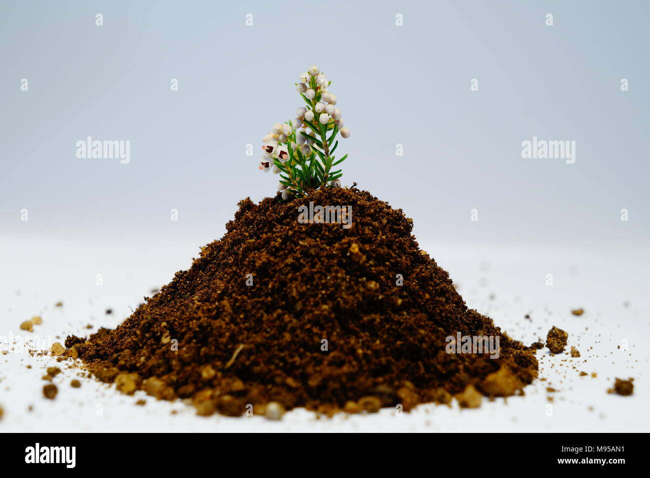 Botany humus compost soil hi-res stock photography and images - Alamy
