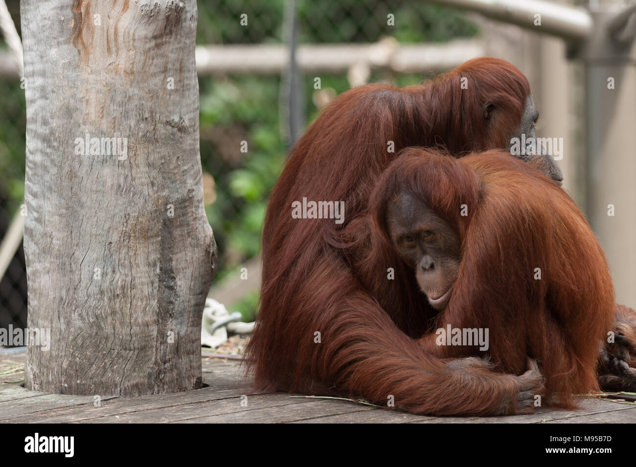 Wildlife Photography in Melbourne Zoo Stock Photo Alamy