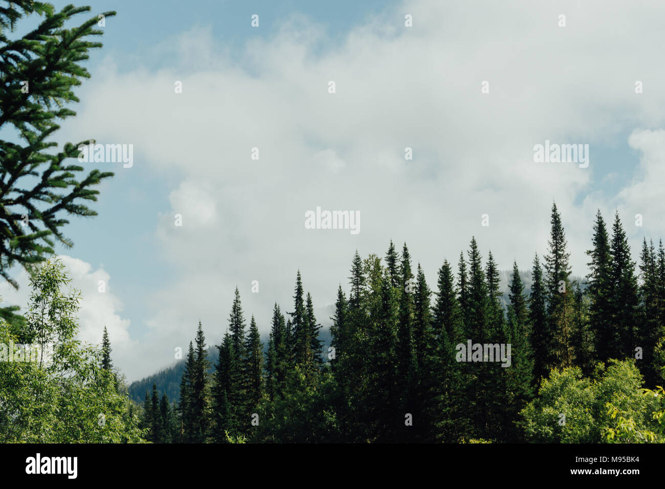 Green pine branches against the sky in the forest Stock Photo - Alamy