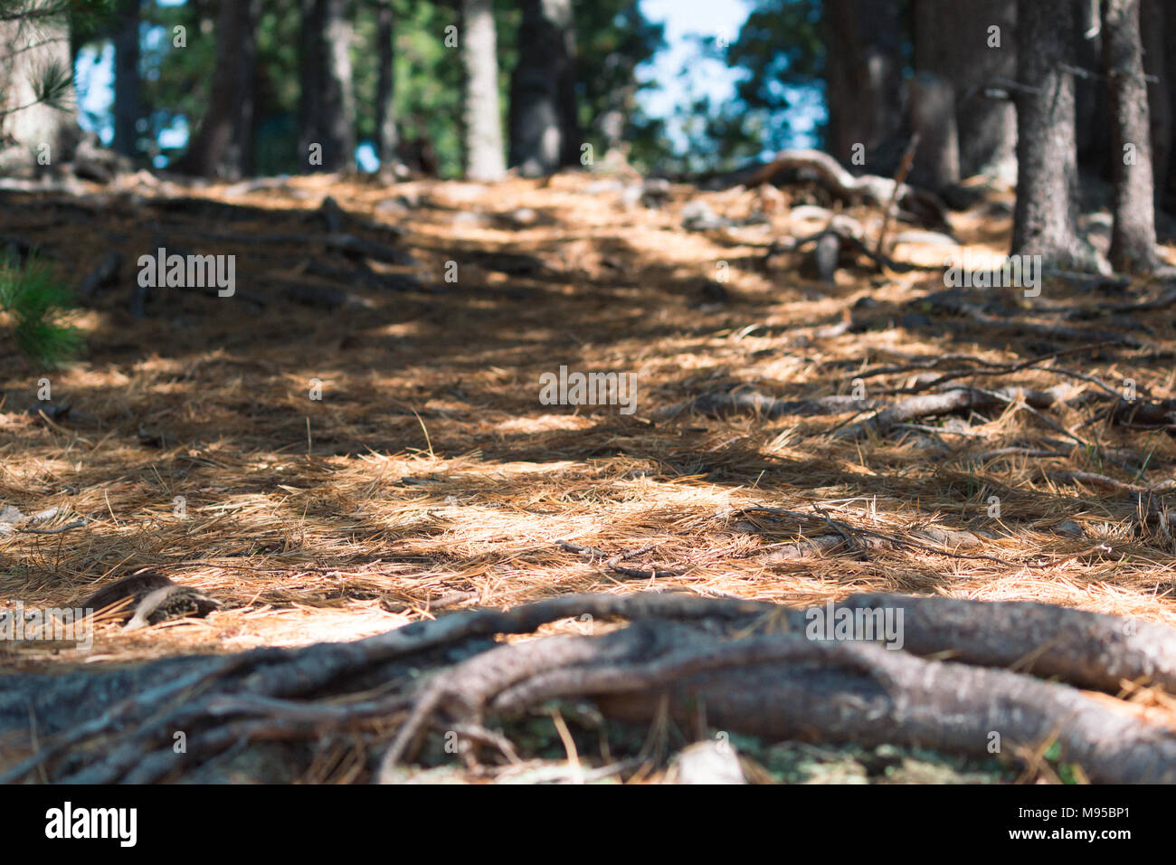 The roots of the trees and the yellow needles of the cedar forest Stock Photo