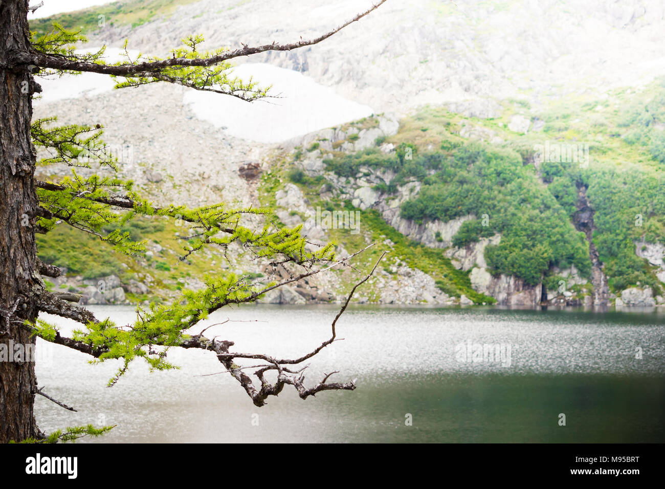 The pine tree on the background of hills and forests Stock Photo - Alamy