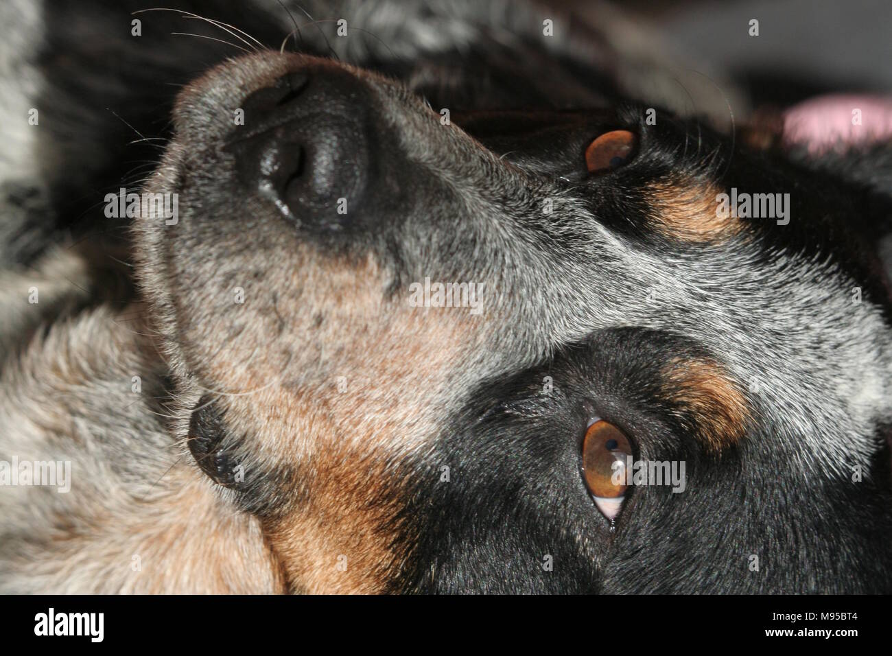 Head shot of a cattle dog Stock Photo