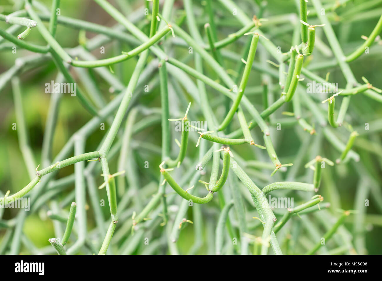 Euphorbia tirucalli (pencil Tree) Stock Photo