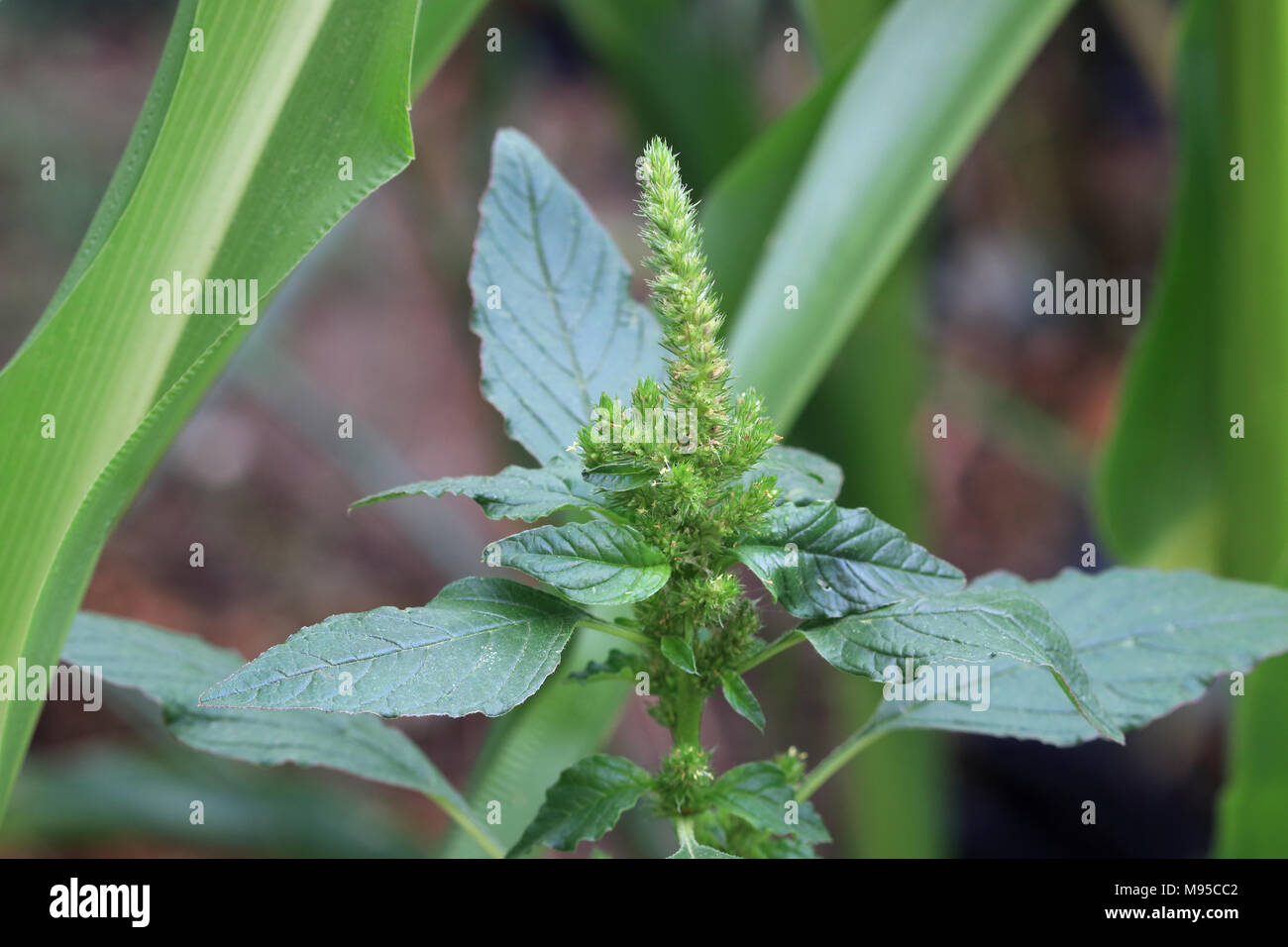 Amaranthus viridis or known as green amaranth Stock Photo