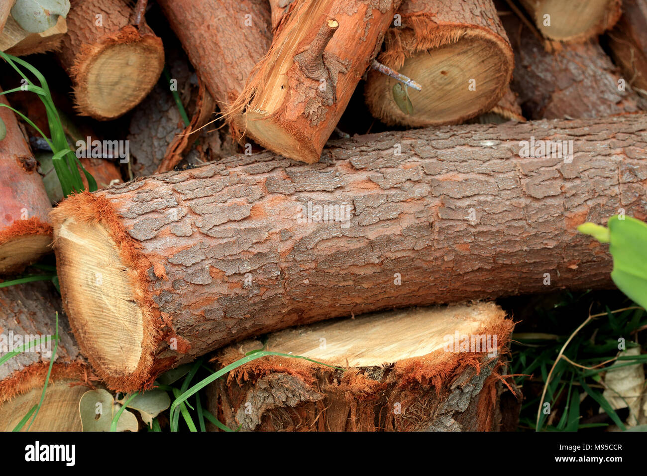 Freshly cut Young Eucalyptus Eucalyptus Gunnii or known as  Cider Gum Eucalyptus tree logs Stock Photo