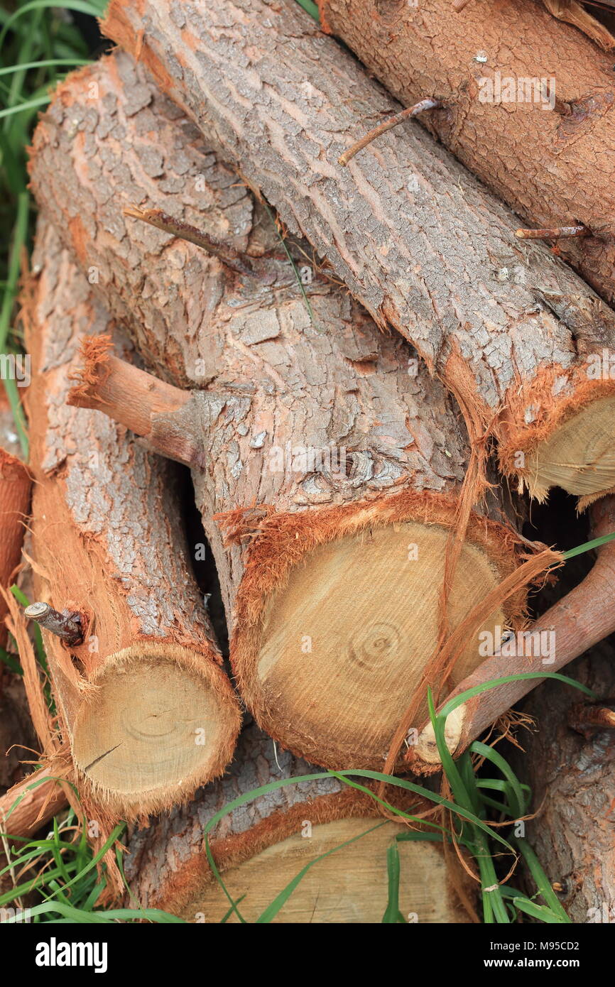 Freshly cut Young Eucalyptus Eucalyptus Gunnii tree or known as  Cider Gum Eucalyptus tree logs Stock Photo