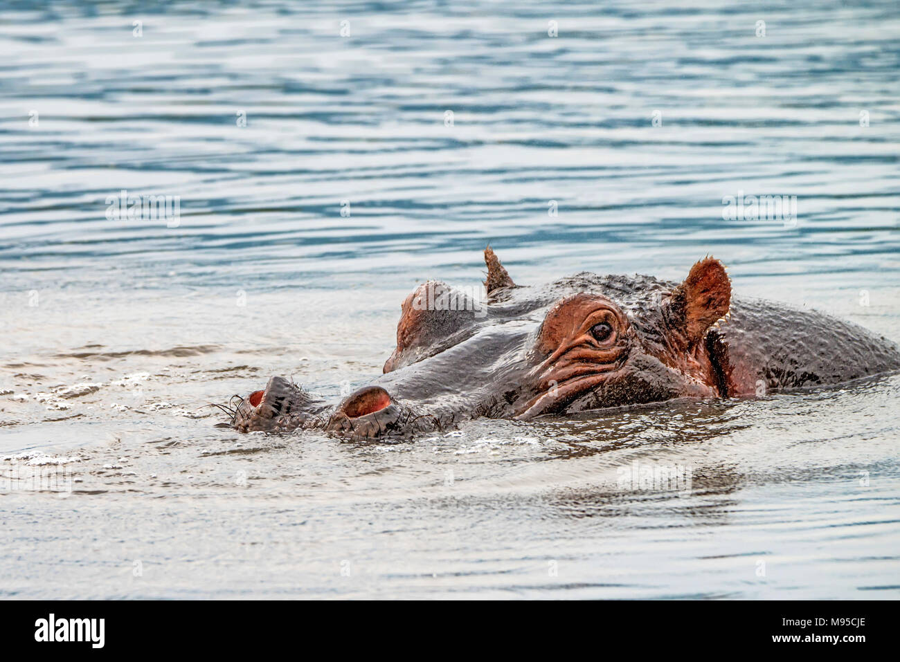 Close hippo or Hippopotamus amphibius in water Stock Photo