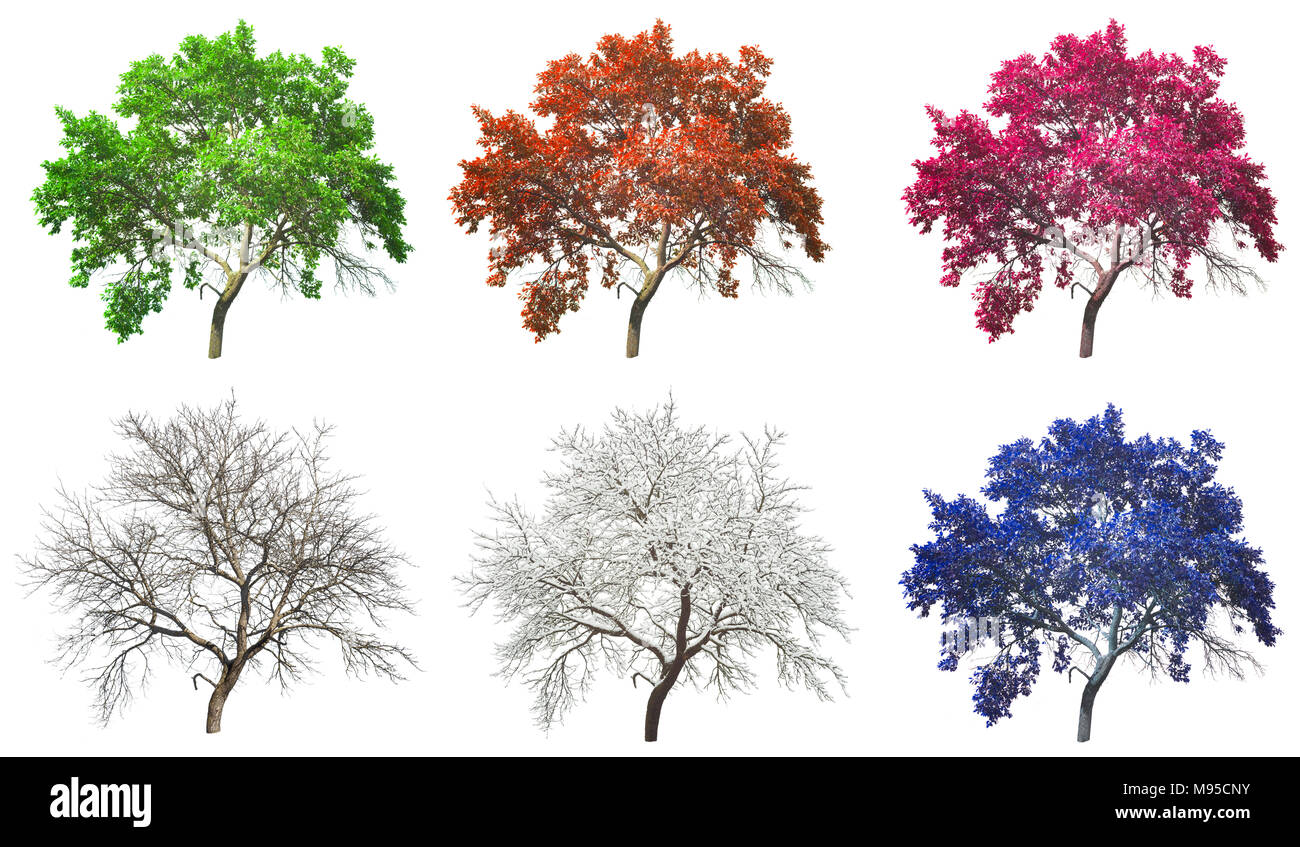 set of four seasons tree isolated on white background Stock Photo - Alamy