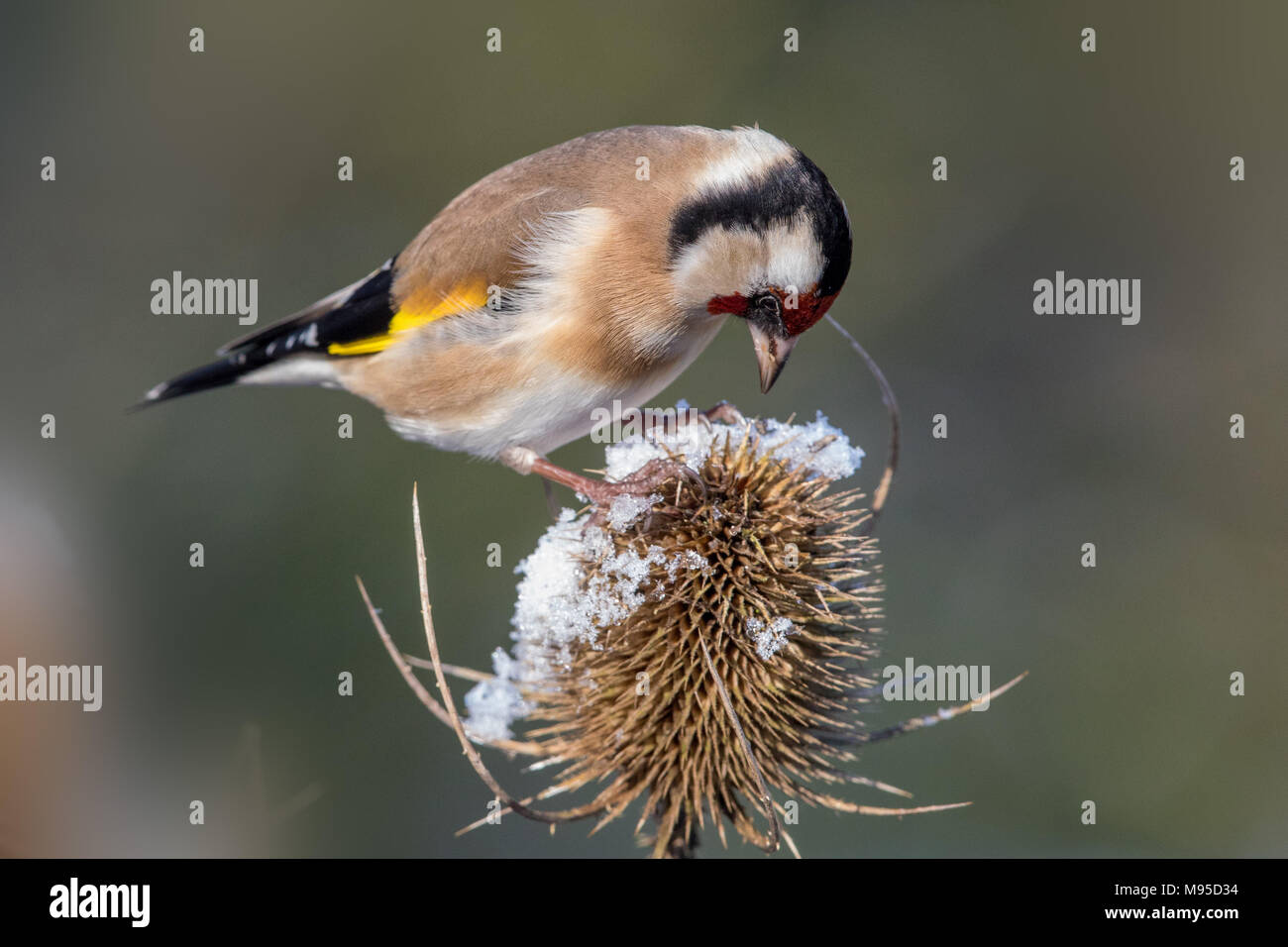 European goldfinch snow hi-res stock photography and images - Alamy