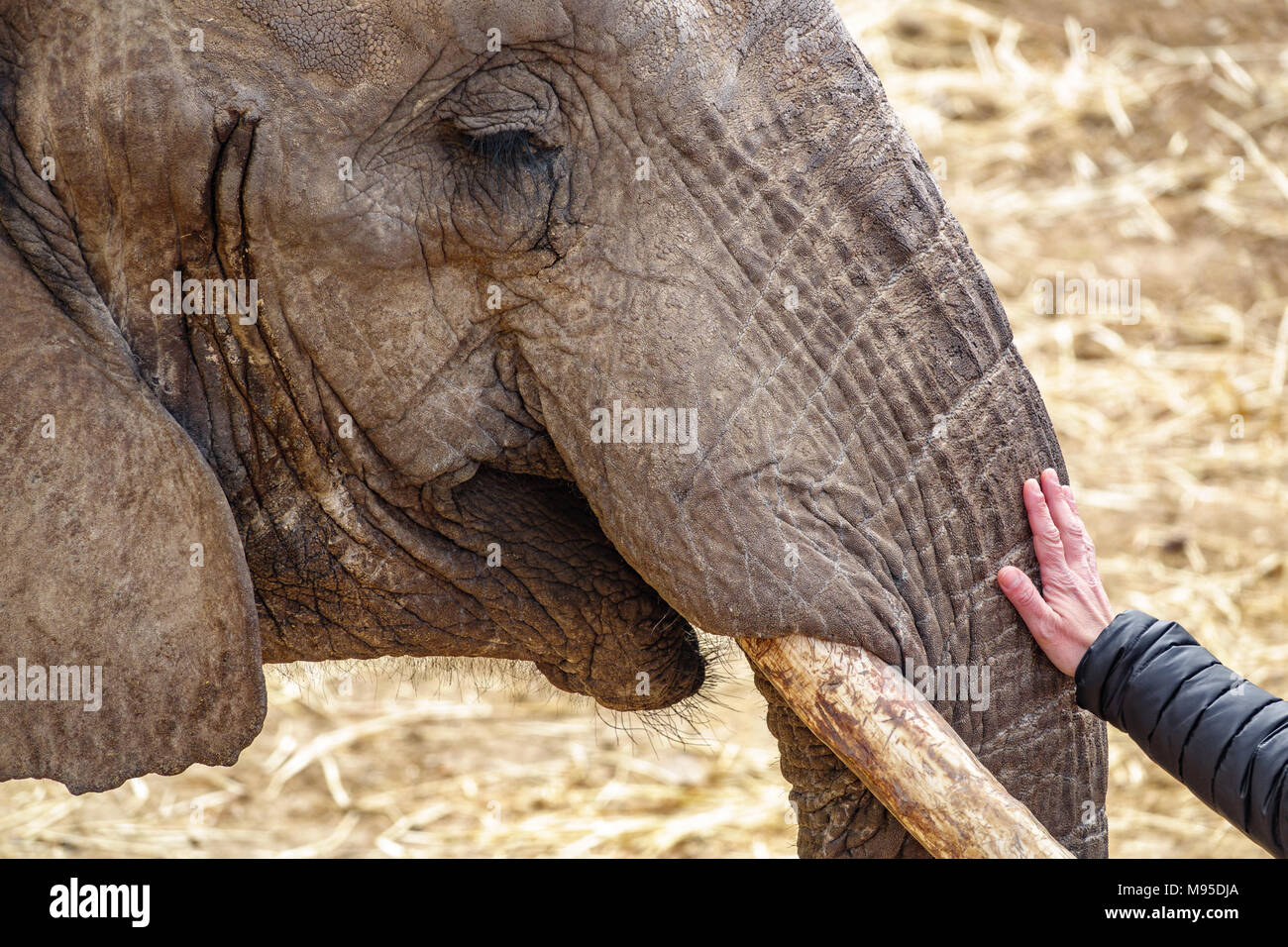 Elephant head with tusk and woman hand Stock Photo