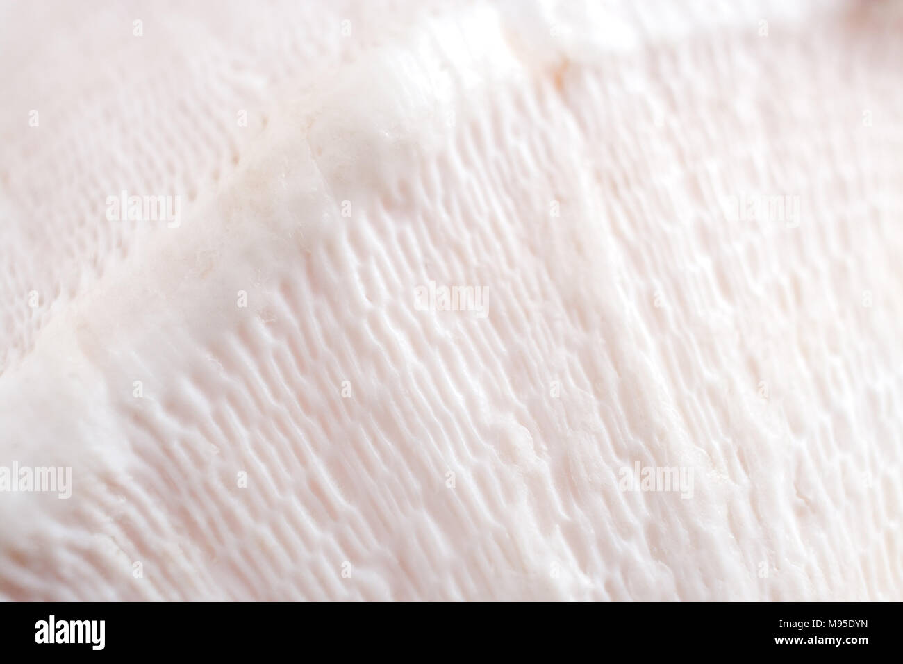 Natural abstract background. Close-up cellular structure of white seashell.  Diagonal view. Selective focus. Stock Photo