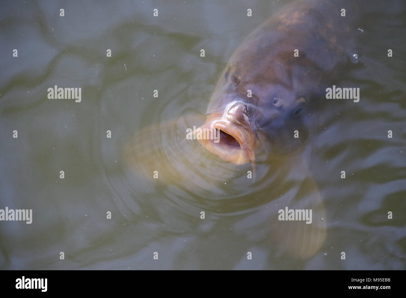 Common carp feeding on the surface of a lake Stock Photo Alamy